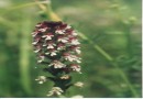 Orchis ustulata ©  Pandion Wild Tours